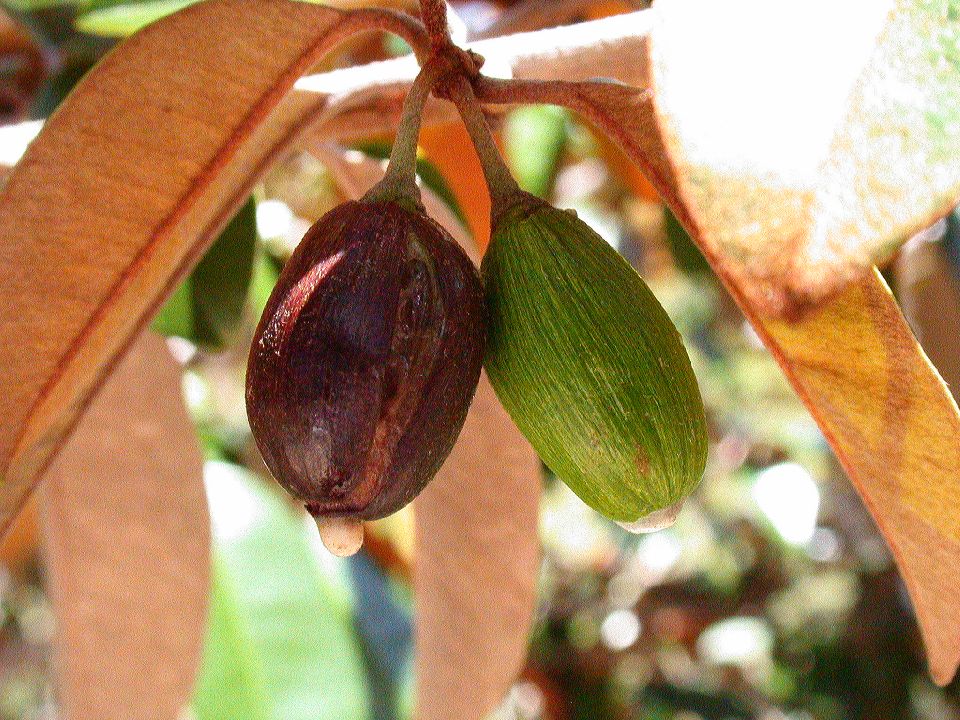 درخت برگ اطلسی